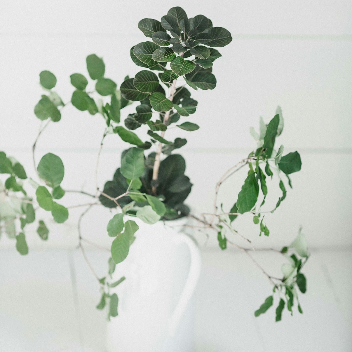 Enhancing Your British Health Regimen: The Role of Quality DI-GST Drops in Supplements Vitamins and Wellness UK - Twenty First Century Herbs