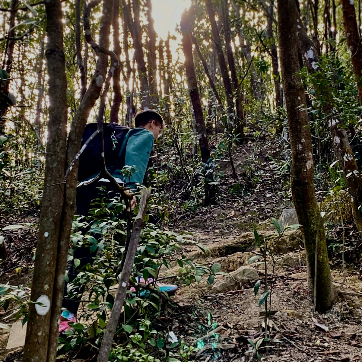 a man walking through a forest filled with lots of trees