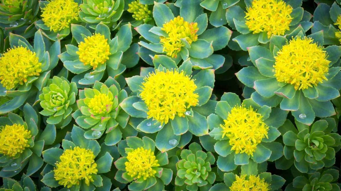 Virtually No Side Effects Makes Rhodiola Complex A Preferred Treatment!