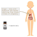 Ginger Herb - Twenty First Century Herbs